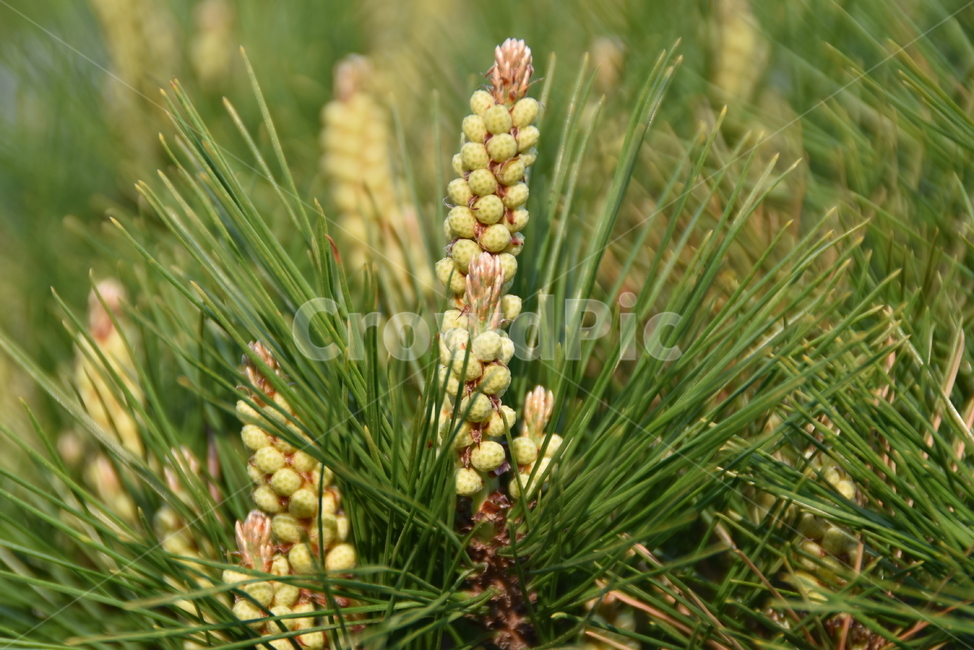 송화,pinepollen,소나무,식물,꽃가루,솔잎