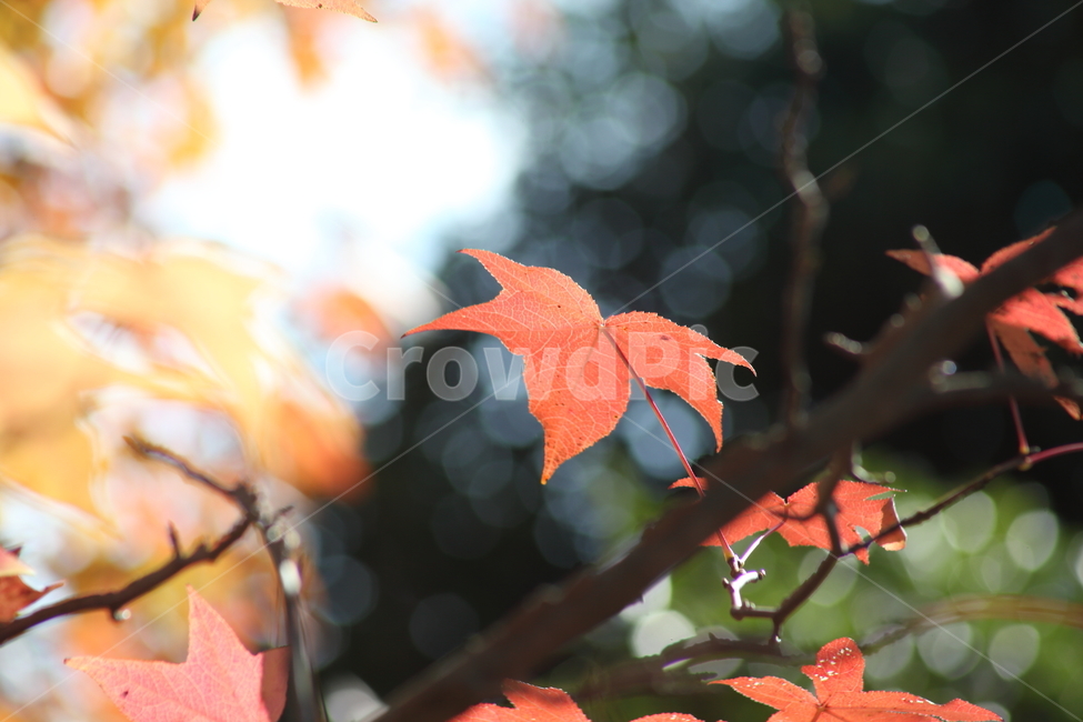 단풍,미국풍나무,가을,liquidambarstyraciflua,sweetgum,가을,계절,fall,autumn,season,leaf,잎,plant,식물,tree,나무,maple