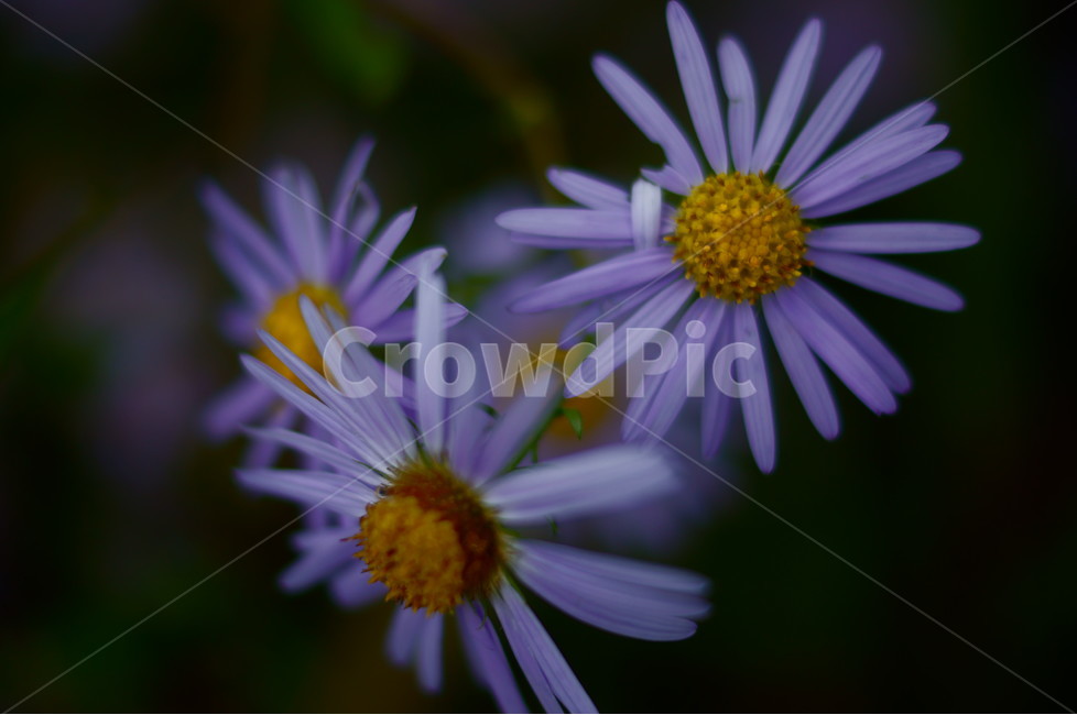 구절초,가을,꽃,야생화,자연,식물,자연,plants,nature,꽃,flower
