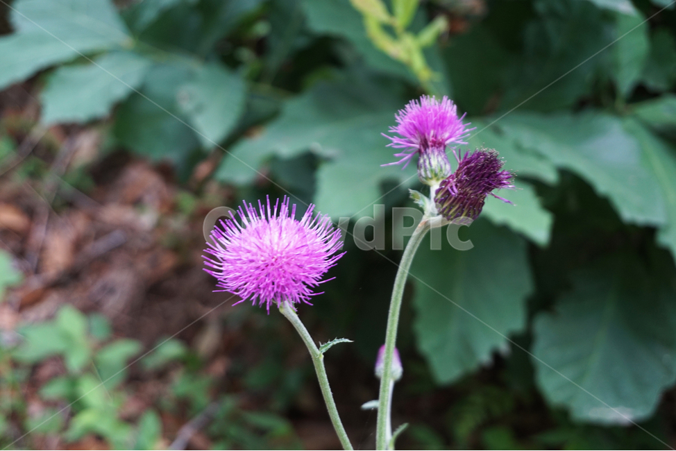 엉겅퀴,야생꽃,꽃,들꽃,엉겅퀴꽃,보라색,puple,야생화,자연,자연환경,flower,식물,밀크씨슬,자색,보라색꽃,자주색,가시엉겅퀴,가시