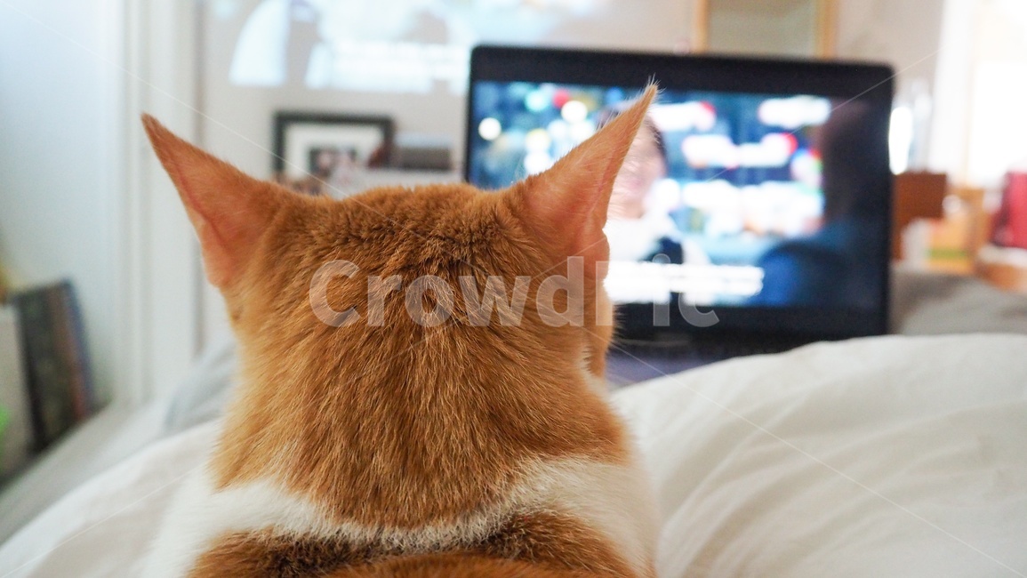 고양이,넷플릭스,뒷모습,노트북,뒤,시청,티비,보다,보는,영화,감상,컴퓨터,털,드라마,집중,침대,이불,포근,안락,방,내방,휴식,쉬다,쉬는,야옹이,뒤태,귀,쫑긋,앉다,누운,따듯한,오렌지,하얀,치즈,치즈태비,귀여운,맥북,게으름,빈둥,푹신,폭신