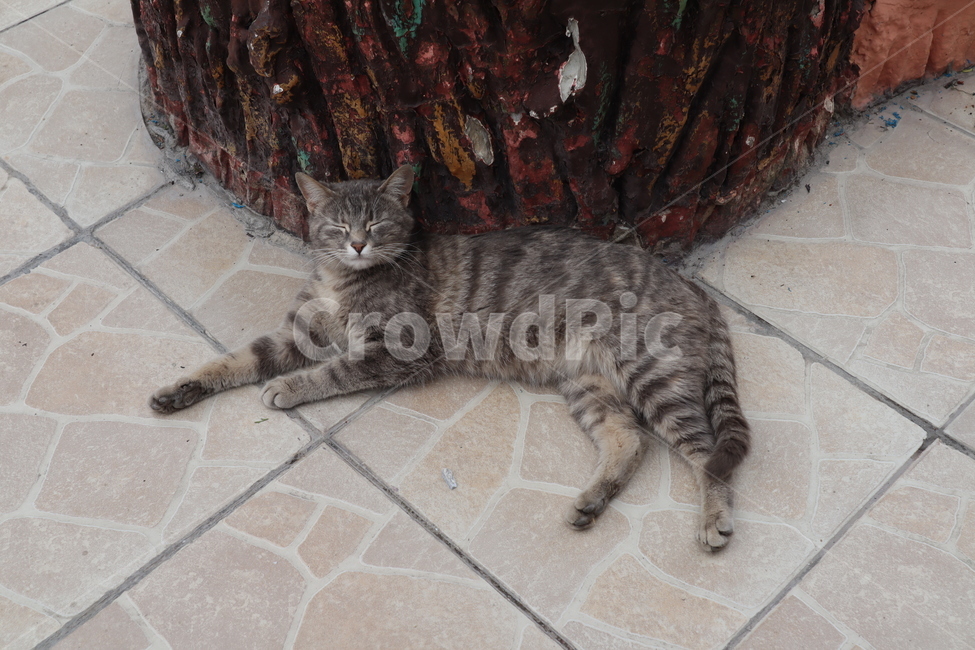 고양이,cat,길고양이,아기고양이,새끼고양이,kitten,street,aniaml,동물,animal,포유류,mammal,고양이,cat,kitten,kitty
