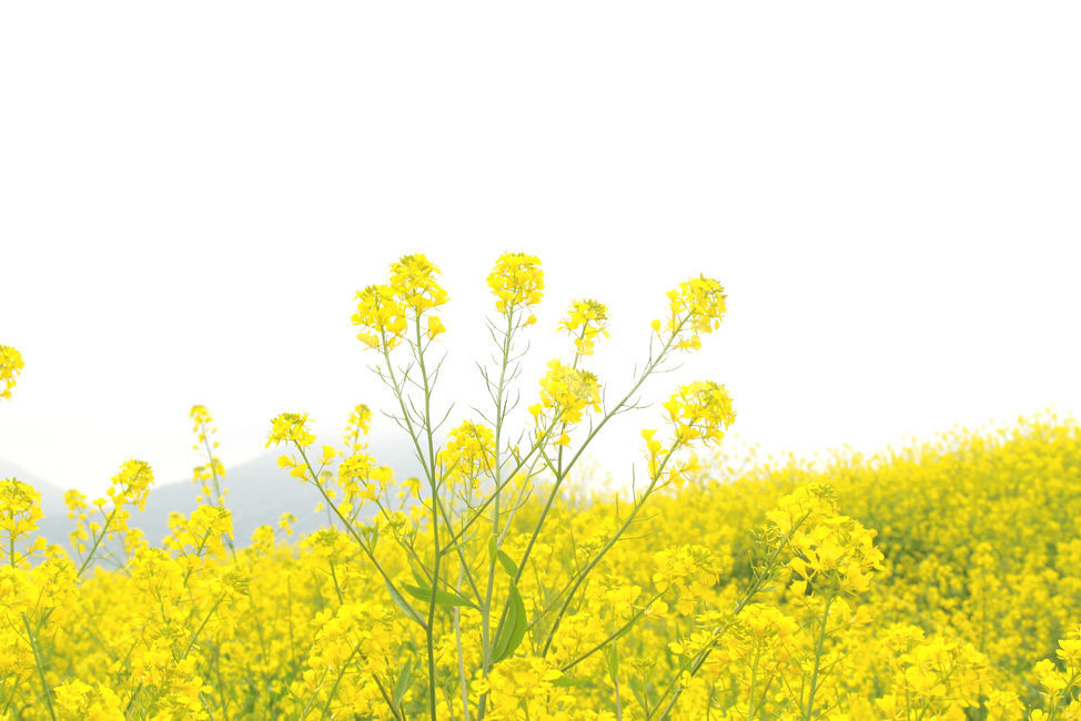 유채꽃,봄,자연,노란색,노랑,flower,green