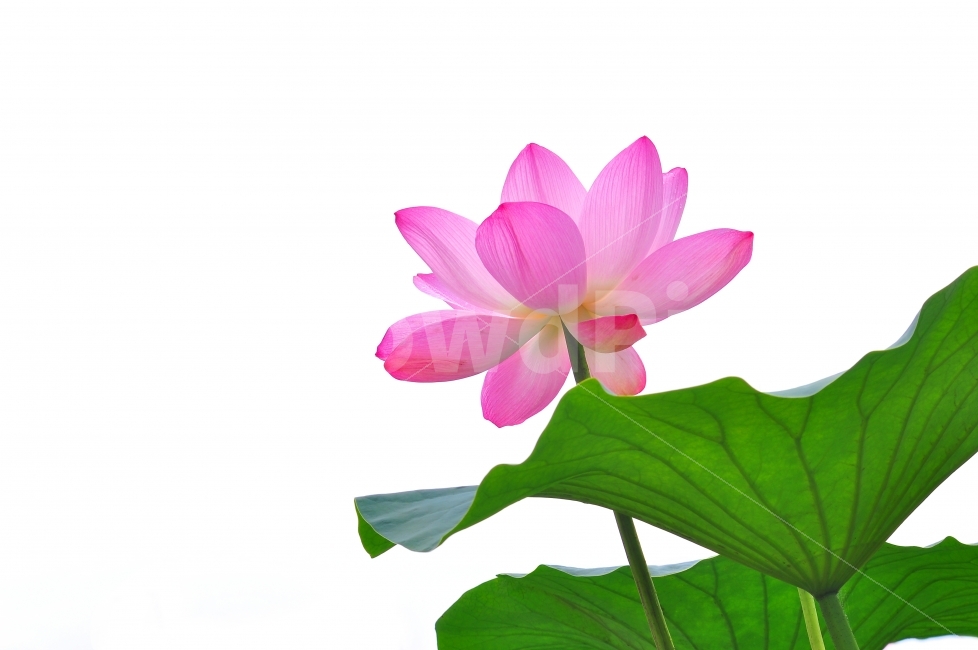 연꽃,분홍색,시즌,꽃,핑크색,연잎,우아함,아름다움,뷰티풀,꽃송이,꽃잎,분홍꽃,라인,줄무늬,선,불교,양수리,식물,여름꽃,7월,8월,시안,디자인,디자이너,사보,카다로그,브로셔,뉴스레터,모바일,콘텐츠,색감,칼라풀,화려함,광고,잡지,홈페이지,마케팅,배너,팝업,블로그,sns,flower,카리스마,색상,자연,배경,바탕,백그라운드,누끼,출력,실사,출판,편집,홍보용,원고,인쇄용,오브젝트,그린,green,식물,자연,plants,nature,꽃,flower,누끼,remove background