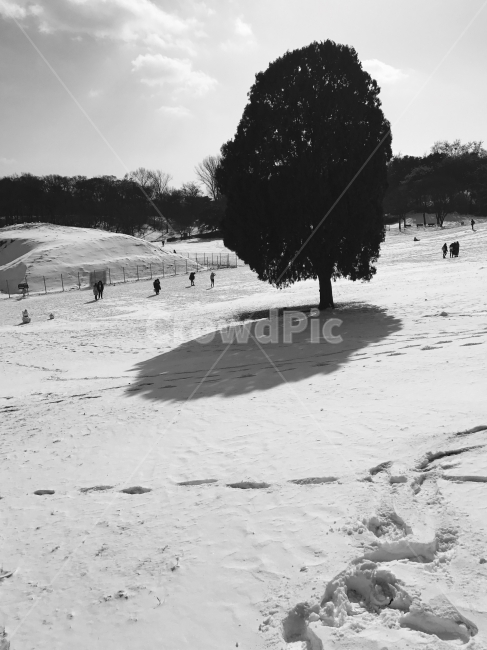 흑백,나무,올림픽공원,눈,겨울,겨울,계절,winter,season,자연,풍경,nature,landscape,식물,plants,나무,trees,wood,흑백,모노톤,monochrome,black and white,tree,plant