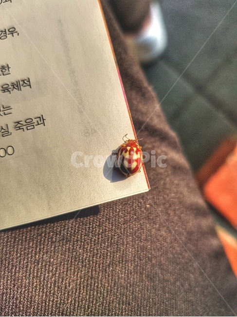 무당벌래,붉은색,스파이더맨,빨강색,곤충