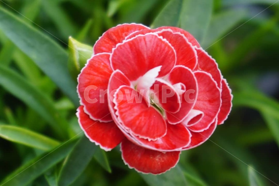 꽃,식물,자연,생물,장미,빨강,flower,rose,plants,red