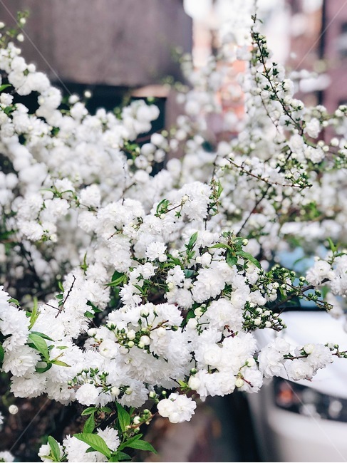 꽃,조팝나무,봄,꽃이미지,하얀꽃,도시속꽃,식물,자연,plants,nature,꽃,flower