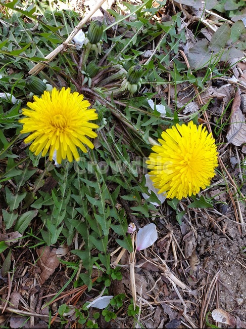 식물,꽃,민들레,봄,flower