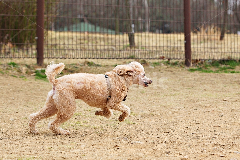스텐다드푸들,개,애완견,운동,배경,동물,animal,포유류,mammal,개,강아지,dog,doggy