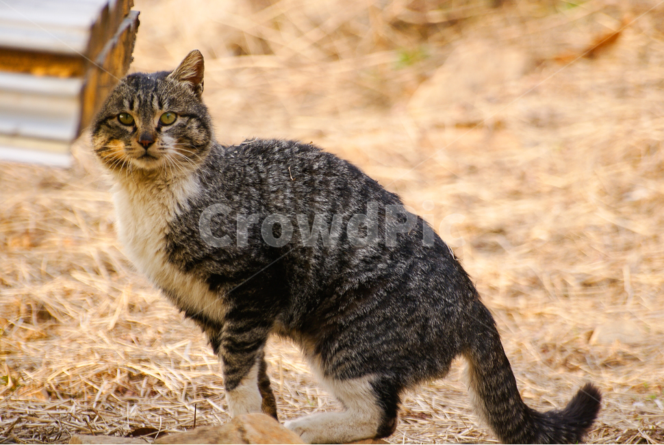 동물,고양이,야생의,길냥이,귀여움,들판,포유류,animal,cat,wild,cute,field,mammal,kitty,kitten,동물,animal,포유류,mammal,고양이,cat,kitten,kitty