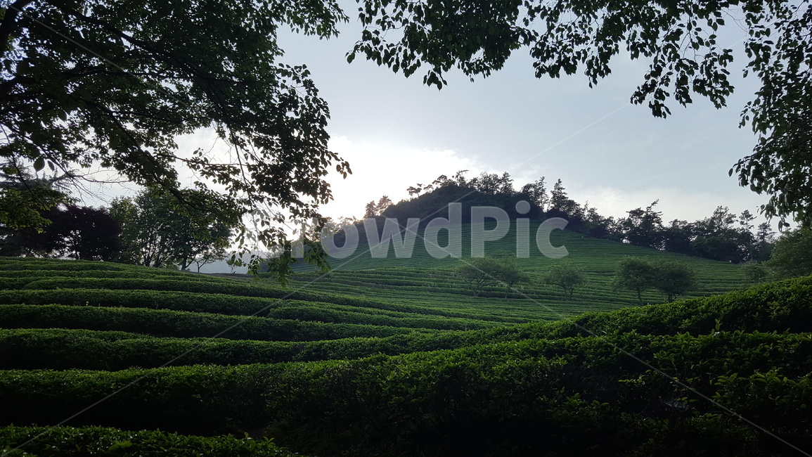 녹차,녹차밭,보성,푸른,나무,자연,자연,풍경,nature,landscape,outdoors,옥외,grassland,목초지,field,들