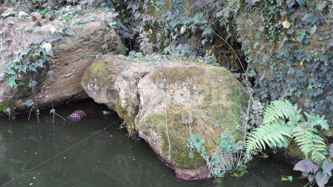 산,자연,배경,개구리,frog,연못,동물,돌,식물,자연,풍경,nature,landscape,plant