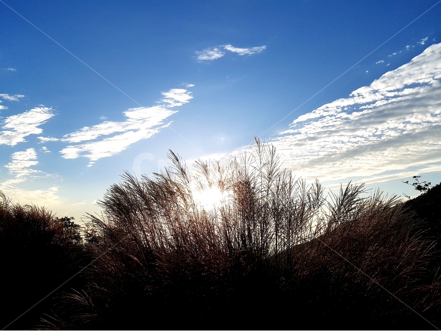영인산,억새,하늘,가을,풍경,해,뭉게구름,자연,풍경,nature,landscape,grass,잔디,plant,식물,outdoors,옥외