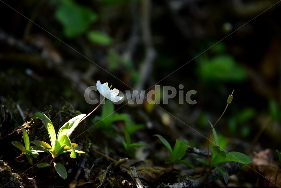참기생꽃,야생화,꽃,식물,자연,생태,플라워,flower,plants,nature,식물,자연,plants,nature,꽃,flower