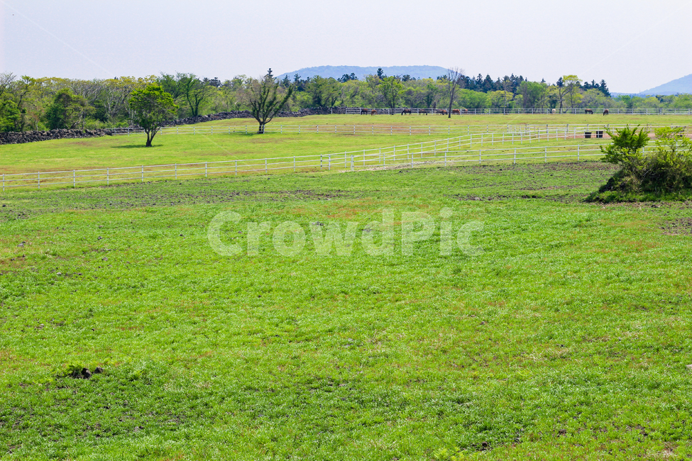 새싹,들판,목장,제주도,봄,나무,배경화면,파릇한,초록,초록색,yard,background,tree,green,말,말목장,한국,자연,nature,korea,spring,따뜻한,자연,풍경,nature,landscape,field,들,outdoors,옥외,grassland,목초지,rural,농촌,farm,농장