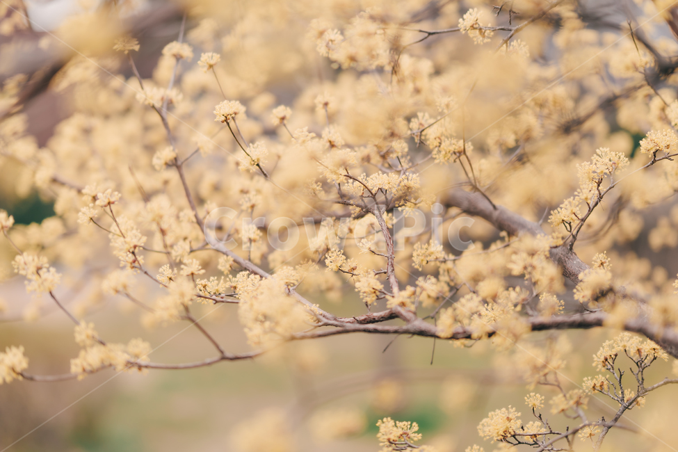 봄,꽃,blossom,flower,산수유,감성,색깔,색상,색채,color,감성사진,봄,계절,spring,season,식물,자연,plants,nature,꽃,flower