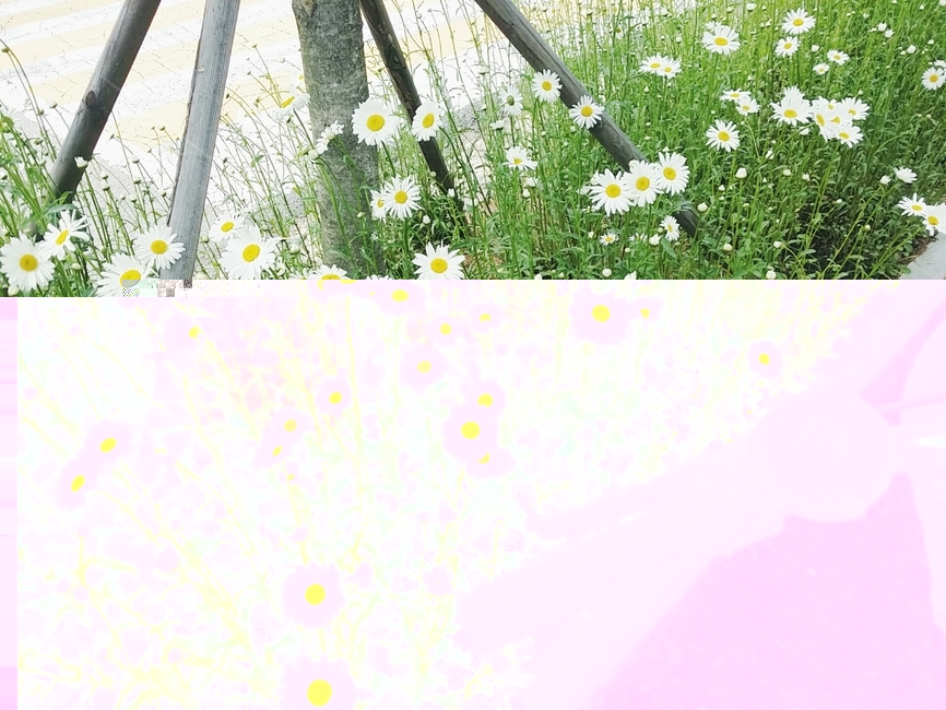 꽃,자전거,데이지,봄,산책,화사한,식물,자연,plants,nature,꽃,flower
