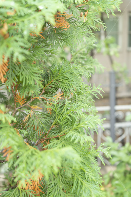 자연,가을,풀,솔나무,침엽수,식물,자연,plants,nature