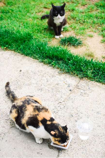고양이,캣,냥냥이,길고양이,삼색이,치즈냥,냥,cat,동물,동물,animal,포유류,mammal,고양이,cat,kitten,kitty