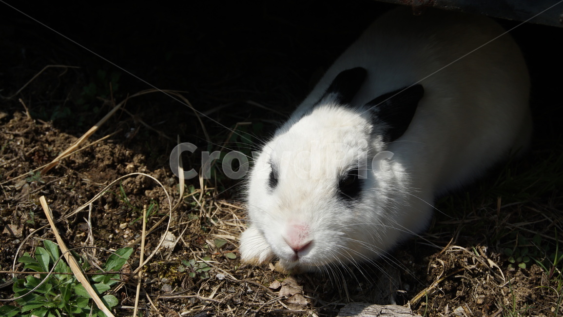 토끼,rabbit,동물,포유류,animal,낮잠,잠,sleep,nap,귀여움,cute,동물,animal,포유류,mammal