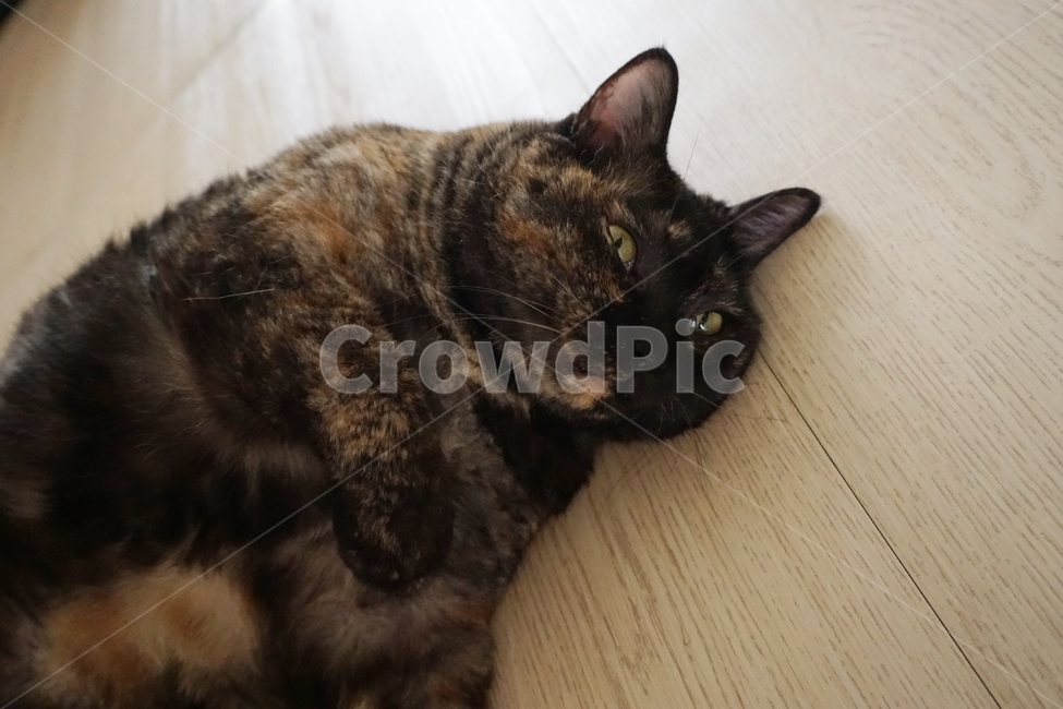 동물,고양이,코리안숏헤어,냐옹이,코숏,동물,animal,포유류,mammal,고양이,cat,kitten,kitty