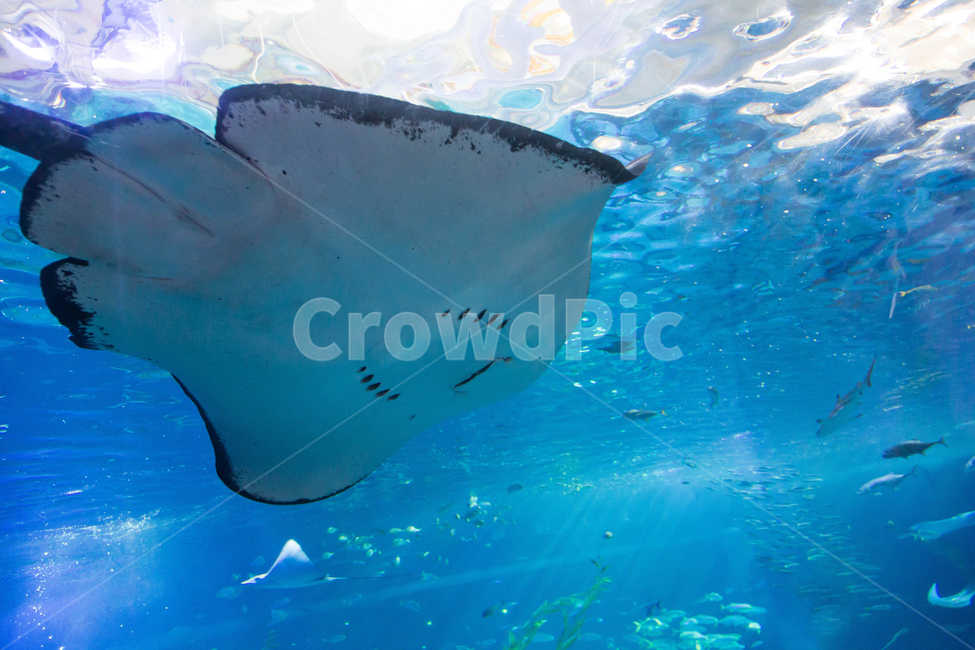 water tank,ocean,Stingray,fish,Under the sea,underwater,aquarium,shine