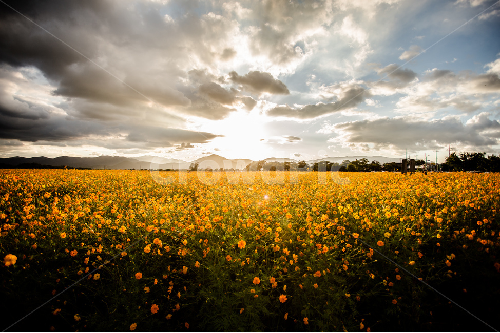노을,풍경,들판,코스모스,하늘,경주,구름,자연,풍경,nature,landscape,식물,plants,꽃,flower,field,들,grassland,목초지,outdoors,옥외,meadow,farm,농장,rural,농촌