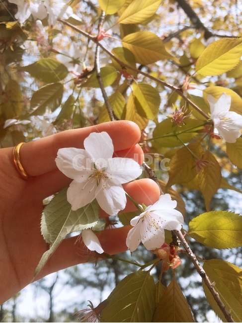 꽃,벚꽃,감성,봄,spring,flower,풍경,안정,행복,여유,힐링,식물,자연,plants,nature,꽃,flower