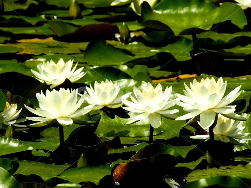 식물,수련꽃,호수,자연,꽃,식물,자연,plants,nature,꽃,flower