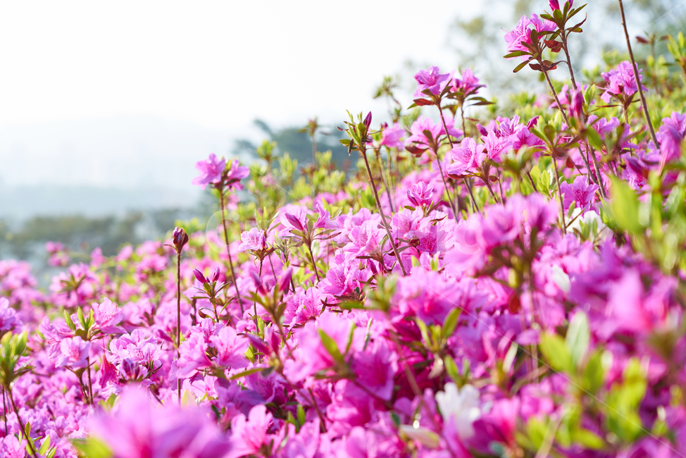 군포,철쭉,철쭉축제,축제,봄,군포축제,군포철쭉,식물,자연,plants,nature,꽃,flower