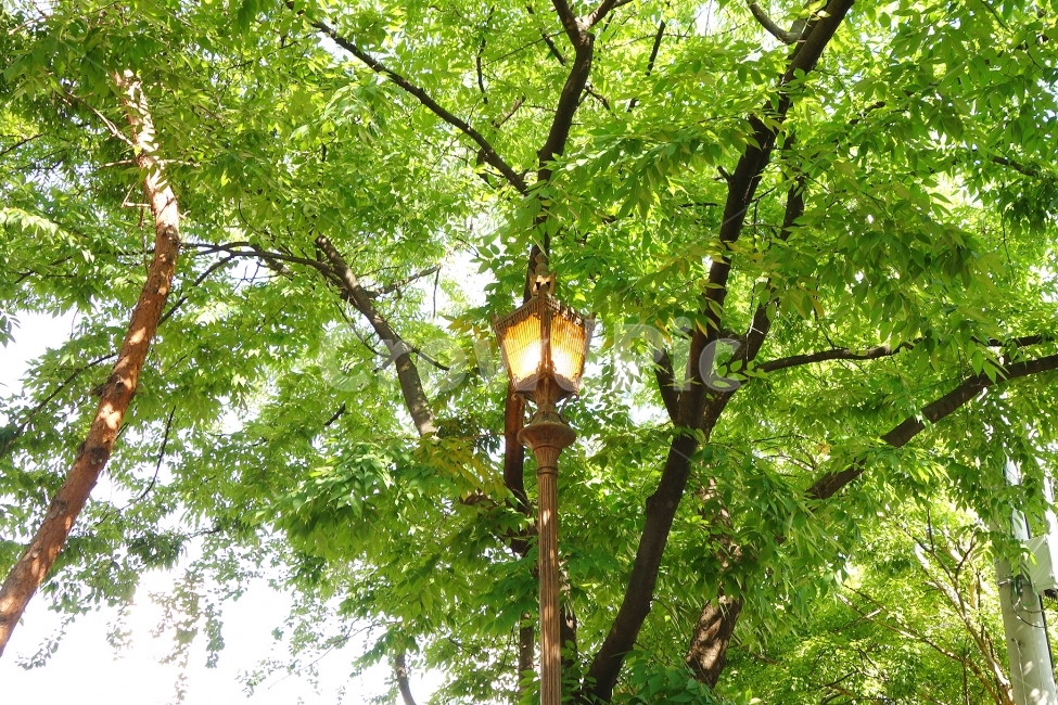 감성사진,자연,풍경사진,가로등,빛,나무,풀,초록,tree,light,몽환적,연출,식물,자연,plants,nature,나무,trees,wood