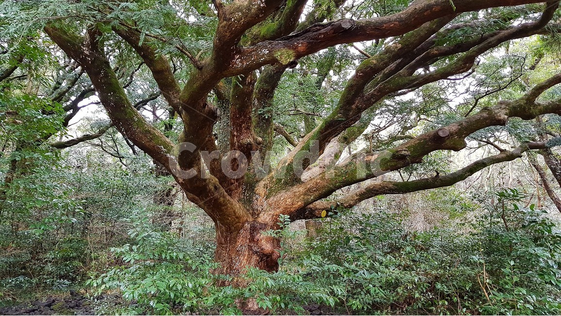 나무,숲,비자나무,숲속,가지,식물,자연,plants,nature,나무,trees,wood