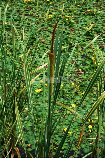 무늬부들,부들과,여러해살이풀,수생식물,관상식물,식물,자연,plants,nature