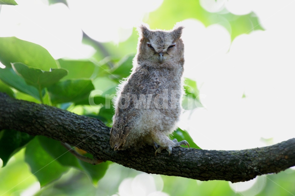 동물,새,버드,큰소쩍새,어린새,동물,animal,조류,새,birds