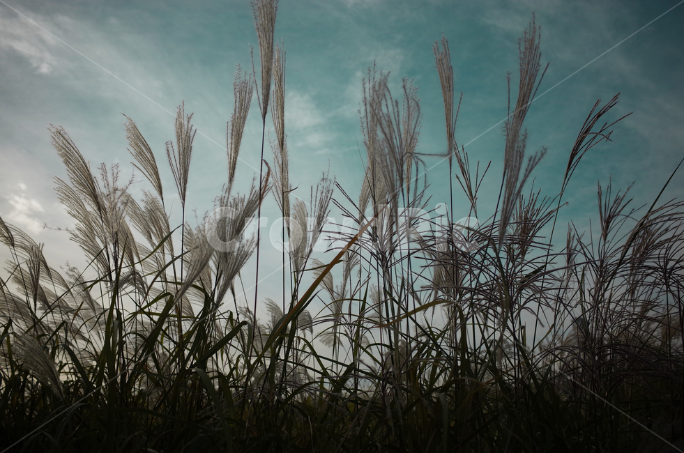 가을,하늘,억새,갈대,가을감성,가을,계절,fall,autumn,season,식물,자연,plants,nature,plant,grass,잔디,lawn,reed