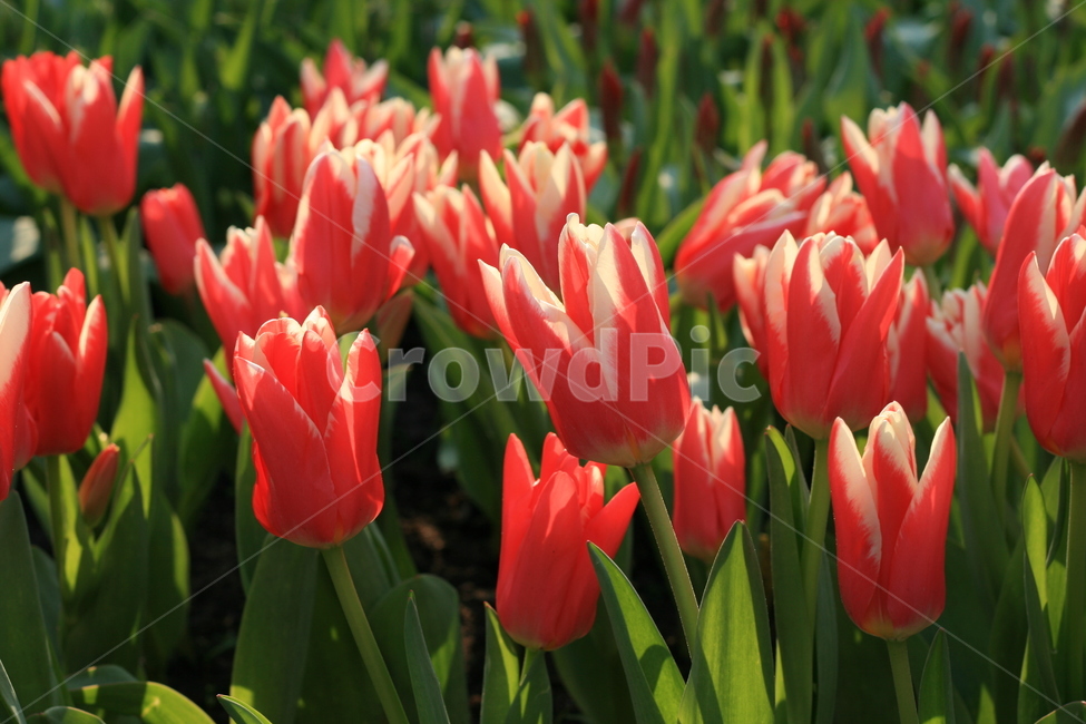 꽃,정원,튤립축제,식물,꽃밭,튤립,분홍색꽃,빨간색꽃,pinktulip,redtulip,flower,garden,tulip,식물,자연,plants,nature,꽃,flower