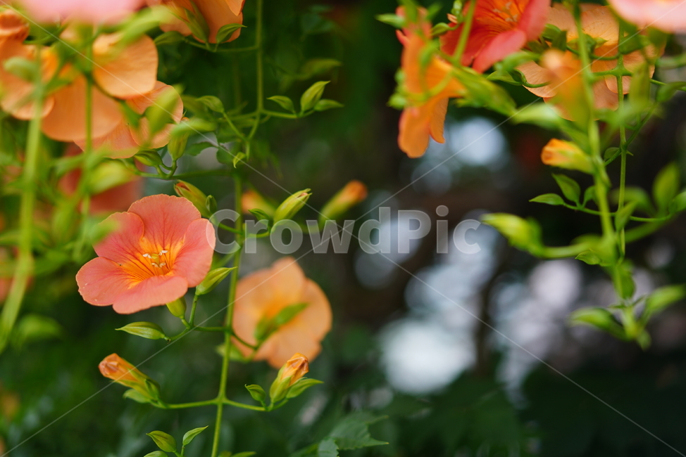 꽃,능소화,색감,컬러,식물,생물,플라워,flower,주황,생명
