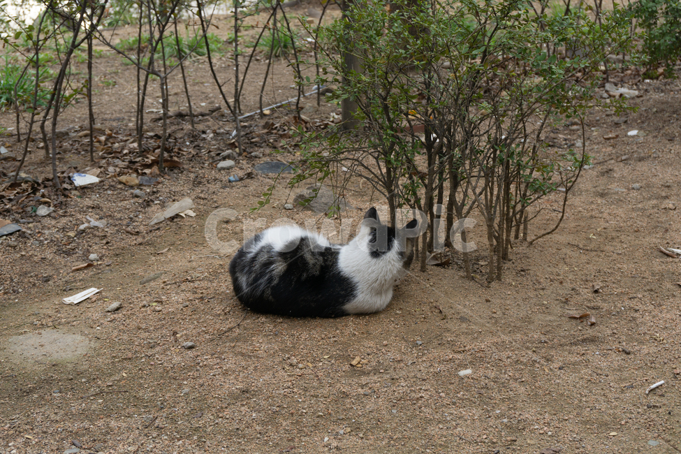 고양이,동물,길고양이,도시,자연,뒷모습,길냥이,cat,catlife,삶,동물,animal,포유류,mammal,고양이,cat,kitten,kitty