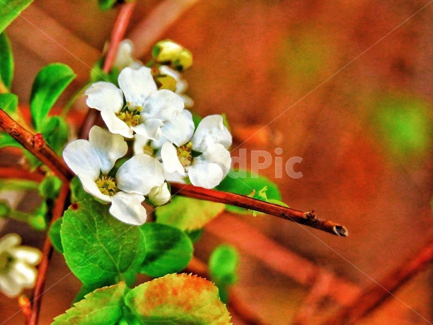 꽃,흰꽃,봄,계절,flower,나들이,소풍,봄,계절,spring,season,식물,자연,plants,nature,꽃,flower,plant