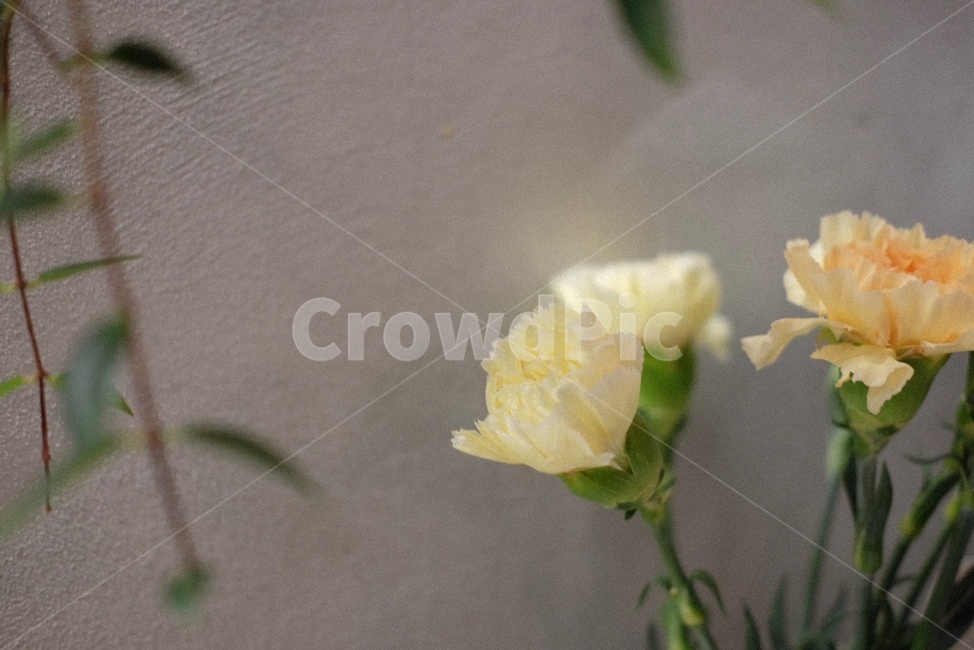 꽃,초록,감성사진,flowers,green,식물,자연,plants,nature,꽃,flower