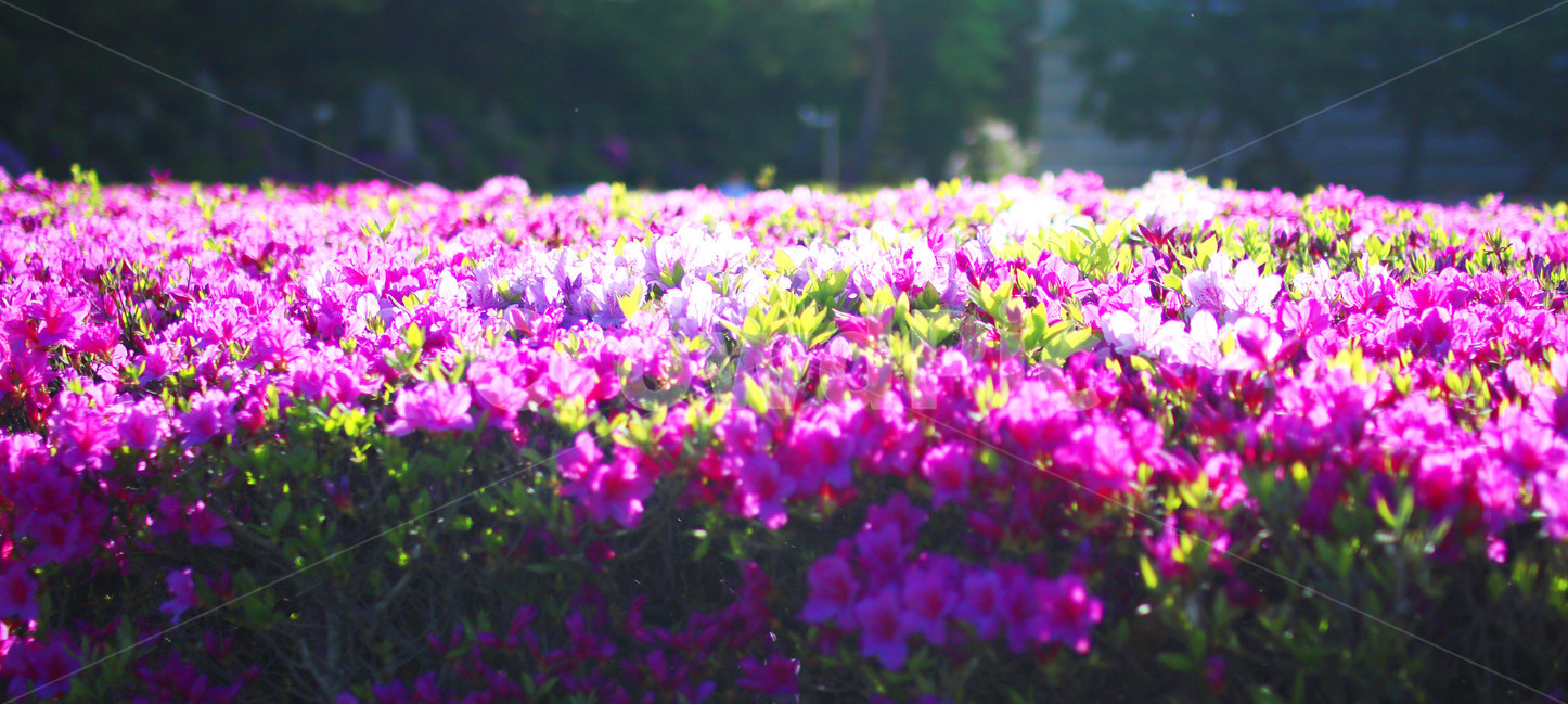 꽃,분홍꽃,자연,풍경,감성,자연,풍경,nature,landscape,식물,plants,꽃,flower,geranium,제라늄,plant,blossom