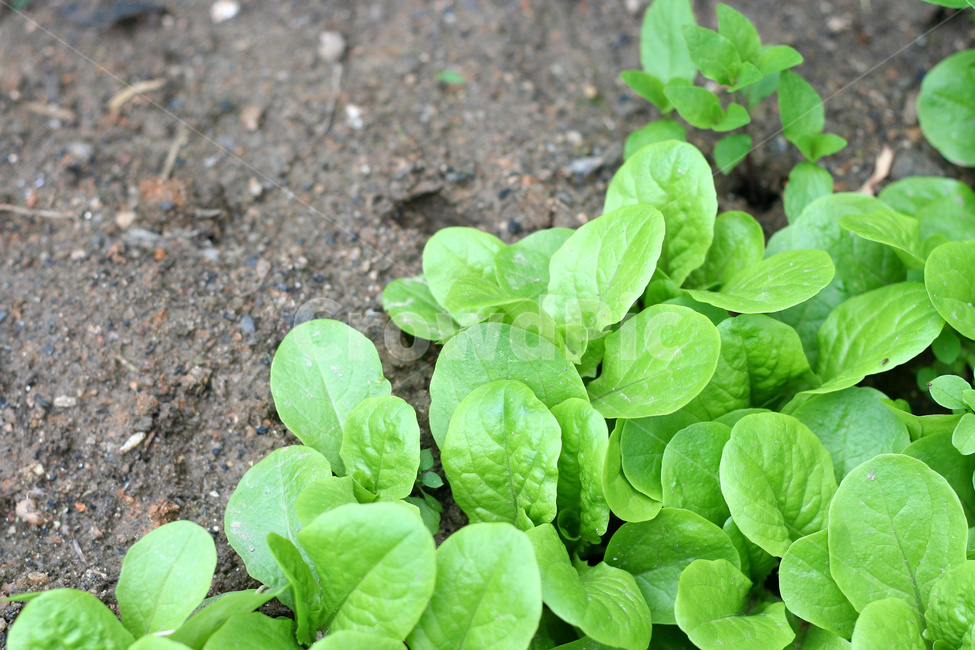 상추,상추재배,쌈채소,텃밭,상추농사,식물,자연,plants,nature