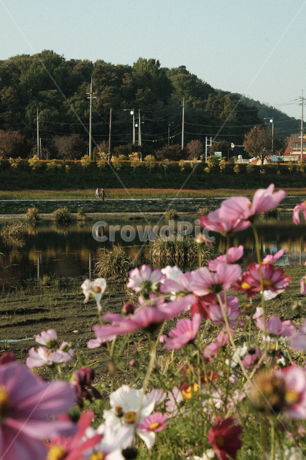 코스모스,풍경,강,꽃,가을,가을,계절,fall,autumn,season,식물,자연,plants,nature,꽃,flower,plant,outdoors,옥외,blossom