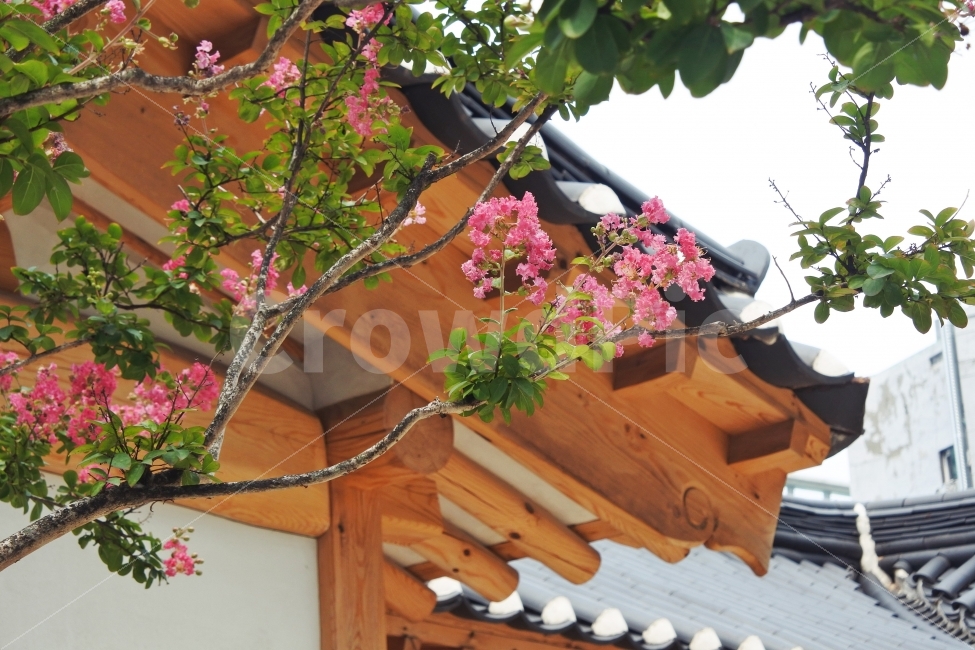 한옥,꽃,전통,한국,나무,이쁜배경,바탕화면,배경화면,분홍꽃,분홍,고풍,나뭇잎,조화,봄,계절,spring,season,식물,자연,plants,nature,꽃,flower,한국전통,한국문화,korean traditional,korean culture