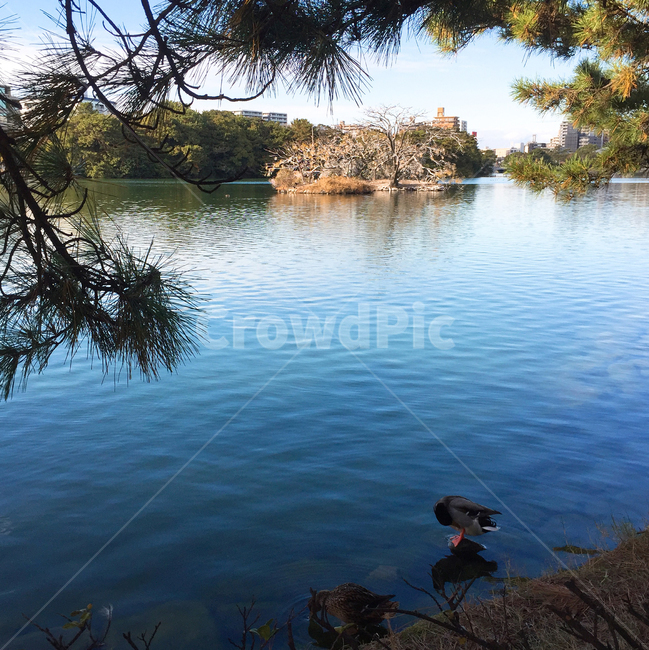 오리,공원,호수,정원,동물,자연,풍경,식물,하늘,duck,park,lake,animal,nature