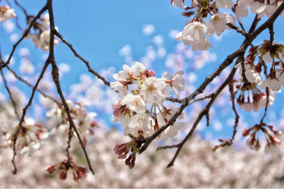 flower,blossom,꽃,벚꽃,꽃봉오리,cherryblossom
