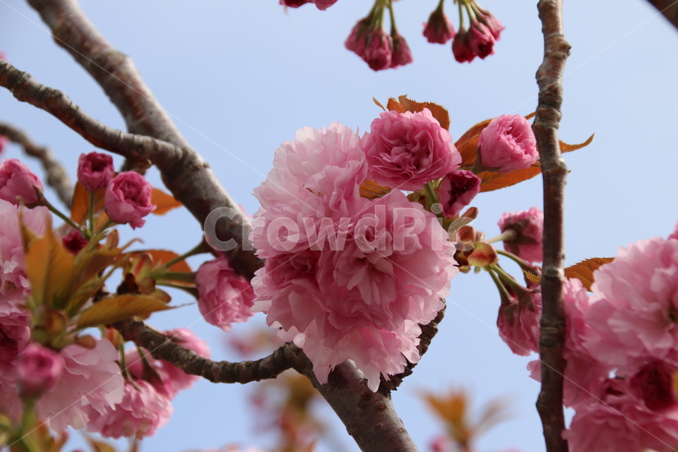 왕벚꽃,겹벚꽃,벚꽃,꽃,자연,봄,계절,spring,season,식물,자연,plants,nature,꽃,flower,plant,blossom