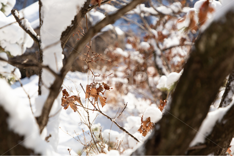 겨울,눈,흰색,자연,추위,겨울,계절,winter,season,식물,자연,plants,nature