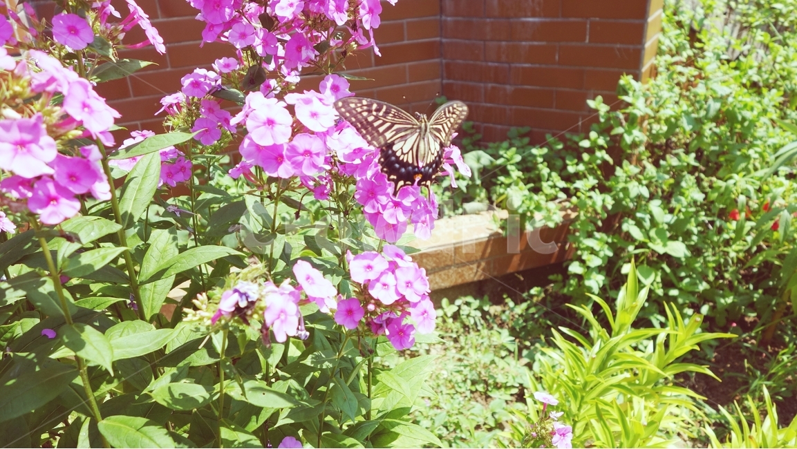 나비,꽃,식물,자연,flower,butterfly,식물,자연,plants,nature,꽃,flower,동물,animal,곤충,벌레,insect,bug